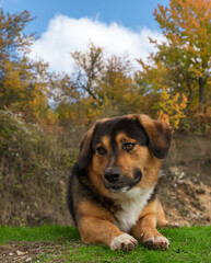 Mongrel dog on the background of the autumn forest