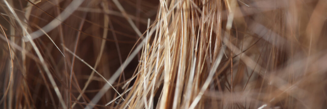 Detailed picture of womans hair