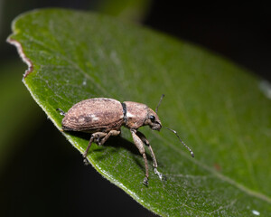 macro photo of a small weevil insect on leaf