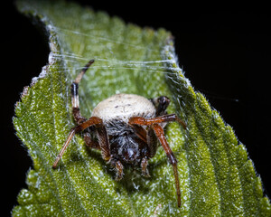 macro close up of a spider on a leaf