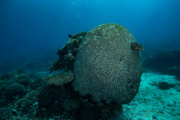Open Brain Corals Genus Lobophyllia