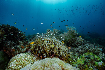 Tropical Coral Reef Philippines Underwater Landscape