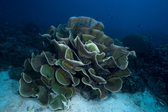 Scroll corals genus turbinaria