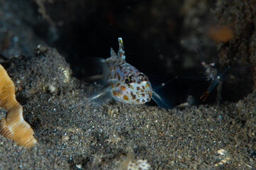 Unidentified Fusiigobius sp. Philippines