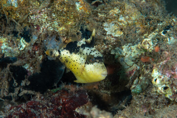 Yellowmargin Triggerfish Pseudobalistes flavimarginatus
