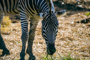 Zebra eat food in the open safari park