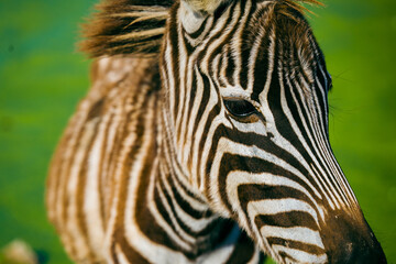 Fototapeta na wymiar close up head Zebra in the open safari park