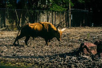 select focus bull in the open safari park