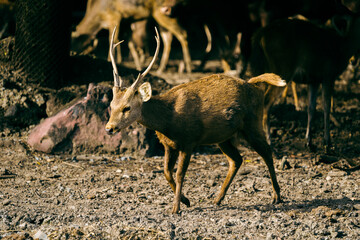 select focus deer baby in the open safari park