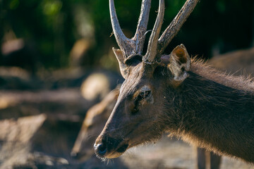 select focus deer head shot in the open safari park