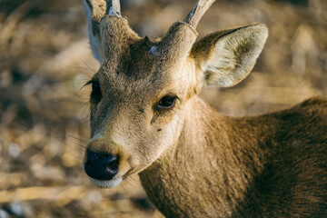 select focus deer head shot in the open safari park
