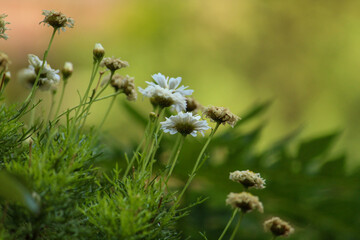 field of daisies