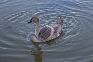 A swan duckling swimming in a lake.