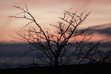 silhouette of a tree
