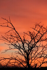 silhouette of tree