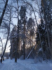 Beautiful snow covered trees in russian winter forest in bright sunny day with blue sky