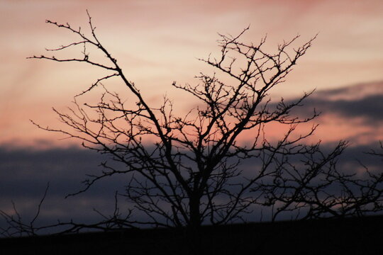 silhouette of a tree © sophie