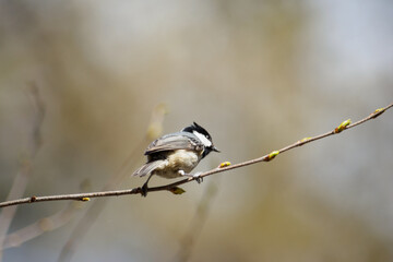 森林の野鳥　ヒガラ