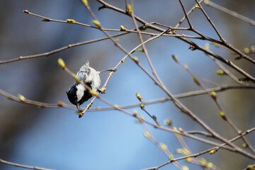 森林の野鳥　ヒガラ