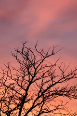 tree silhouette against sunset
