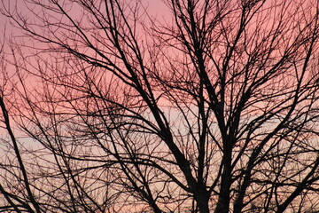 sunset in the forest