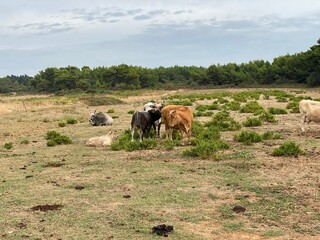 Medulin Kap Marlera Istrien Kroatien