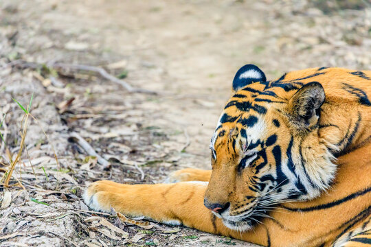 Big Cat Snooze. A Tiger taking a nap in the forest parth