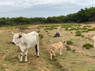 Medulin Kap Marlera Istrien Kroatien
