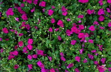 Photograph of colorful flowers in the front yard