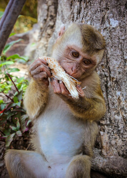 cub monkey eat or gnaw something sitting near a big tree in tropical forest. wild life close up
