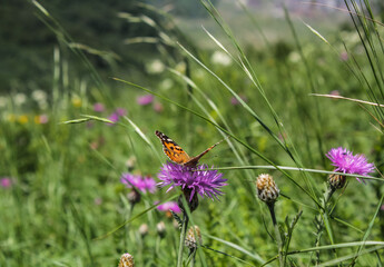 A red butterfly sits on a purple flower in a green flowering field. A beautiful summer sunny day.