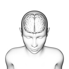 human brain anatomy, medical 3d