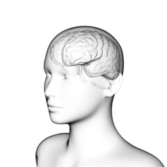 human brain anatomy, medical 3d