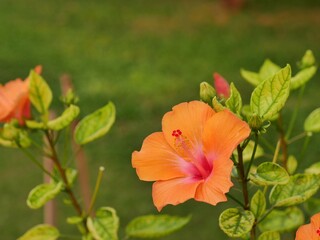 orange hibiscus in asia