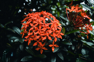 orange flowers in the garden