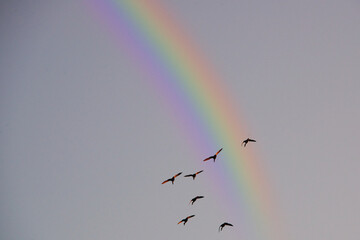 虹の架かった空を飛ぶ野鳥の群れ