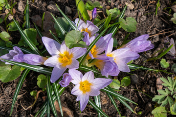 Group of purple spring crocus flowers with yellow stamens in sunny garden against dry foliage. Close-up top view.