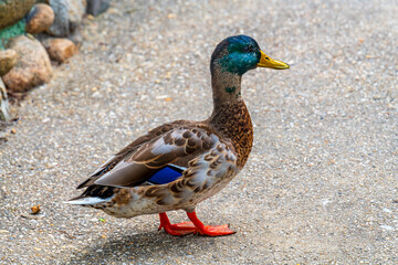 duck