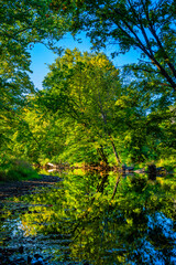 autumn forest in the morning
