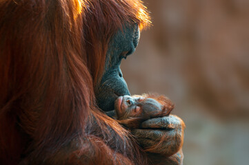 orangutan mother cares for her baby