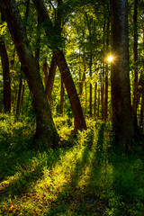 Fototapeta premium autumn forest in the morning