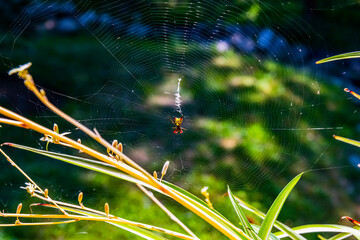 spider web with dew drops