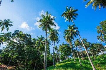 Obraz premium Wide angle natural background of coconut trees Up on the beach on the island, there is a blur of the sea breeze blowing, bright blue sky in summer.