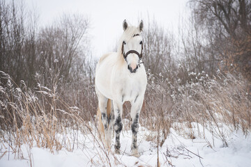 Orlovsky stallion stands against the backdrop of a winter forest in the snow