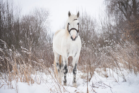 Orlovsky stallion stands against the backdrop of a winter forest in the snow © e-Kis