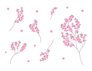 Sakura blossom branches isolated set. Vector collection of blooming Sakura flowers. Design floral elements on white backround