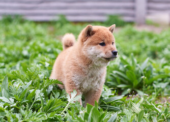 little red shiba inu puppy playing in the green grass