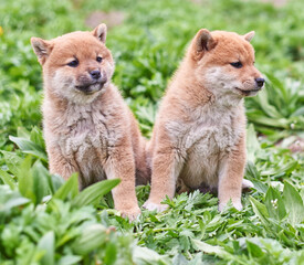 Two shiba inu puppies have fun playing in the grass on the lawn