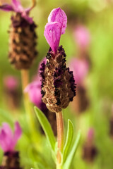A topped lavender; closeup frontal view