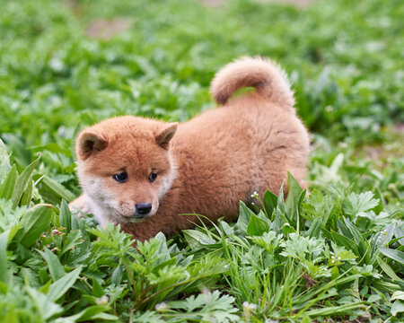 little red shiba inu puppy playing in the green grass